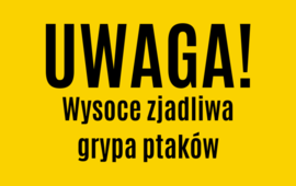 Wysoce zjadliwa grypa ptaków 